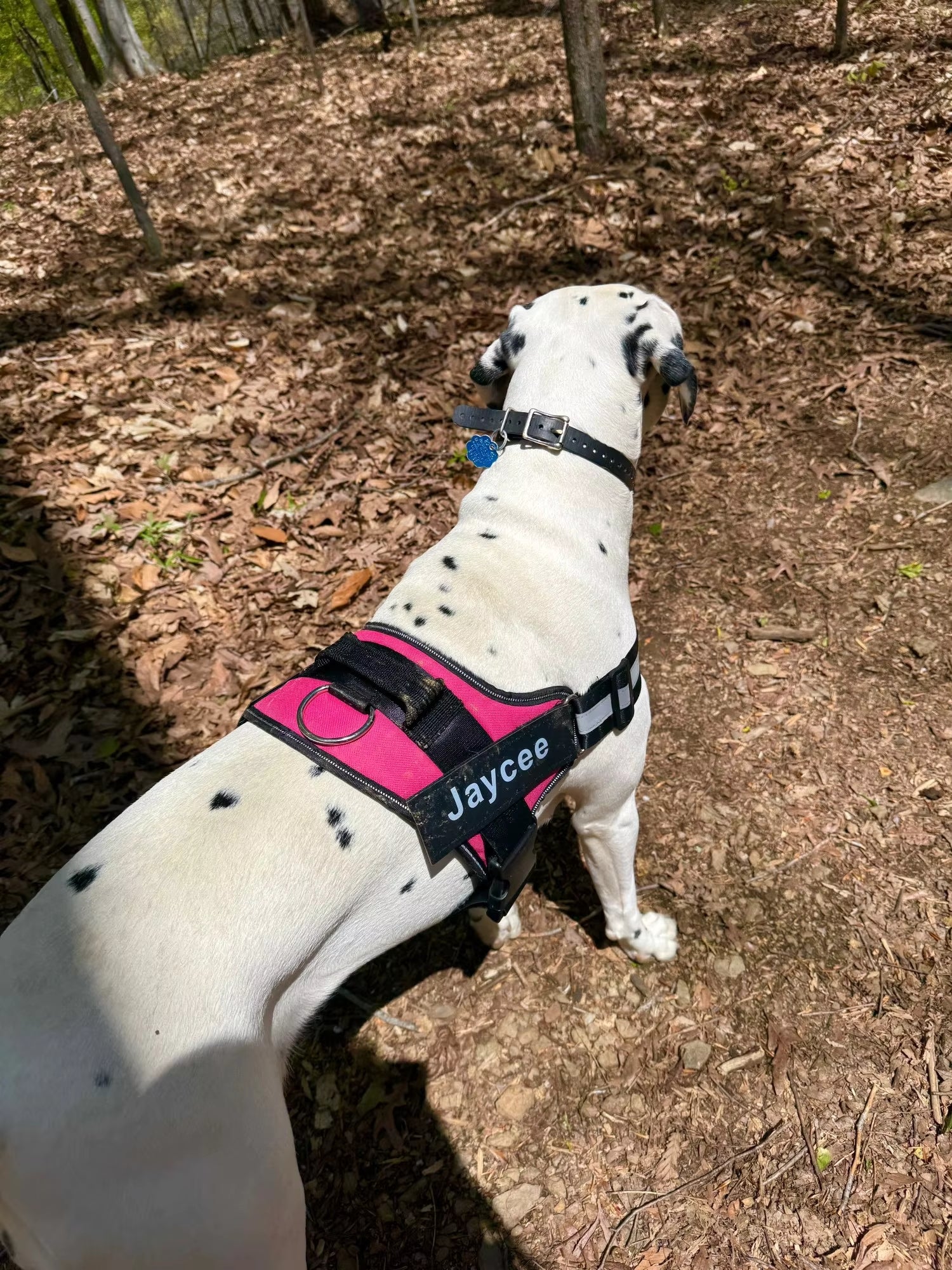 Customer's dog wearing GripHarness