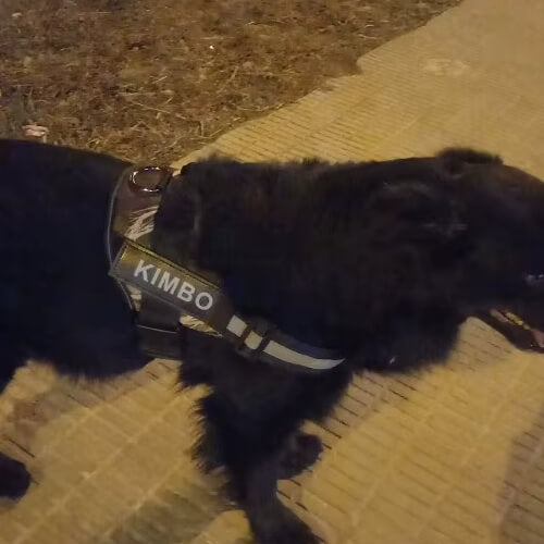 Customer's dog wearing GripHarness