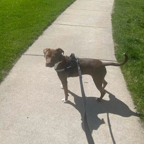 Customer's dog wearing GripHarness