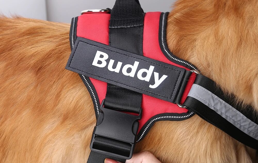 Personalized Dog's Name