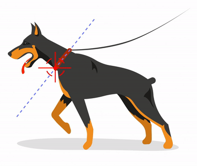 Dog wearing dangerous traditional collar